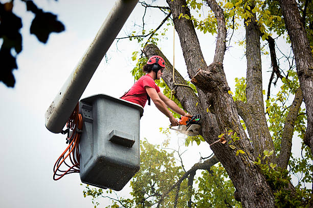  Tolono, IL Tree Removal and Landscaping Services Pros